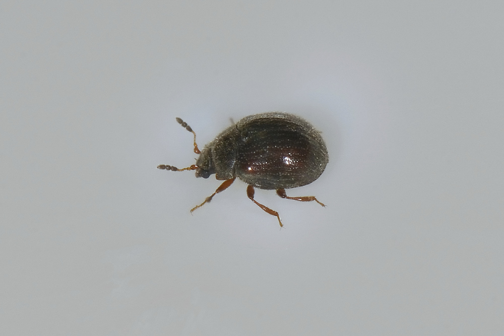 Aspidiphorus orbiculatus - Sphindidae